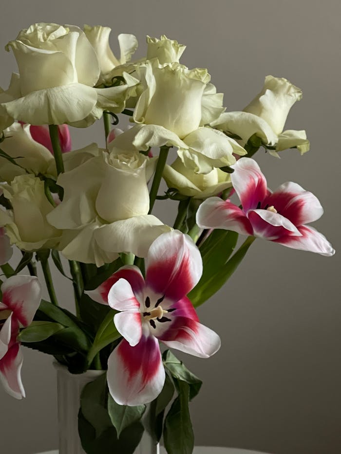 A sophisticated arrangement of white roses and red tulips in a vase.